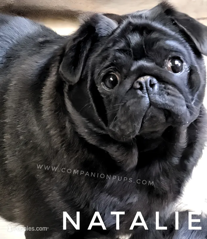 💕 Natalie – Skip the Puppy Stage • GCH Sired – Pug puppy for sale in Whitwell, TN
