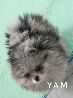 Yam - Fluff ball!  So Sweet - See Video, a female Pomeranian for sale in Whitwell, TN – 4 of 8
