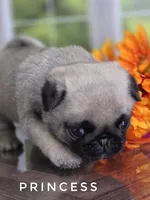 Princess - Ch Sired!, a female Pug for sale in Whitwell, TN – 7 of 9