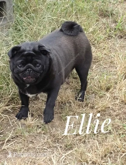 Ellie - Skip Puppy Stage - Excellent Family Pug – Pug puppy for sale in Whitwell, TN