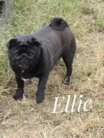 Ellie - Ch Sired Black Female - Excellent Family Pug, a female Pug for sale in Whitwell, TN – 4 of 6