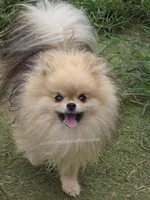See Video- Chai - Tiny Pom Boy, a male Pomeranian for sale in Whitwell, TN – 9 of 9