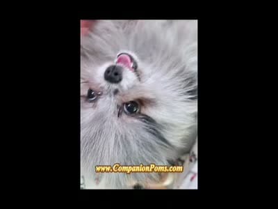 Blueberry - C Video- Blue Merle - One Blue Eye, a female Pomeranian for sale in Whitwell, TN – 2 of 10