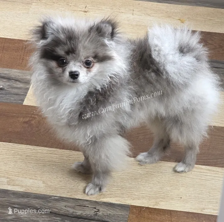 Blue Merle - laid back