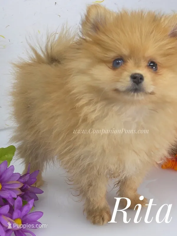 Rita - CH Sired! One and Half Blue Eyes! – Pomeranian puppy for sale in Whitwell, TN
