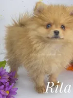 Blue Eye Beauty - Champion Sired!, a female Pomeranian for sale in Whitwell, TN – 1 of 9