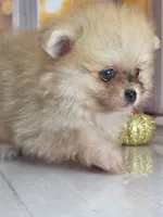 Apricot -Orange Merle Girl - Ready Oct 12th!, a female Pomeranian for sale in Whitwell, TN – 8 of 10