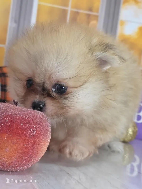 Apricot -Orange Merle Girl - Ready Now! – Pomeranian puppy for sale in Whitwell, TN