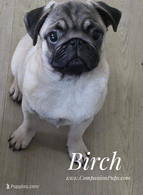 C Video Birch - Grand CH Lines! – Pug puppy for sale in Whitwell, TN