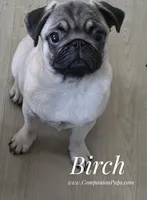 C Video Birch - Grand CH Lines!, a  Pug for sale in Whitwell, TN – 1 of 8