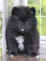 See Video - Little Black Boy, a male Pomeranian for sale in Whitwell, TN – 5 of 9