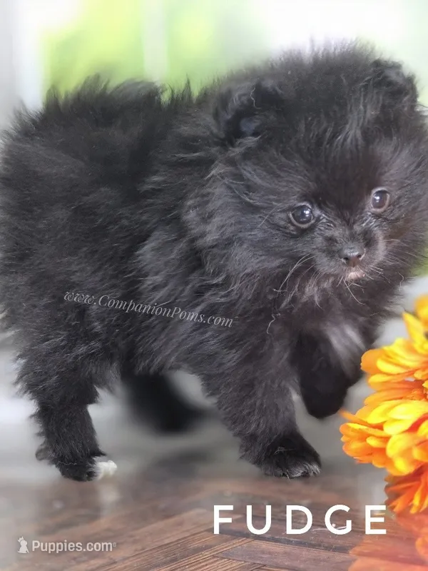 C Video -  Excellent with kids - Fudge – Pomeranian puppy for sale in Whitwell, TN