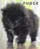C Video -  Always has Happy Tail - Fudge, a male Pomeranian for sale in Whitwell, TN – 4 of 10