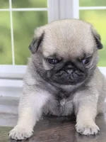 Duke - Champion Bred - Sweetest Chunker, a male Pug for sale in Whitwell, TN – 2 of 5