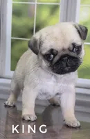 King - Small 2.25 pounds - Silver Fawn, a male Pug for sale in Whitwell, TN – 3 of 8