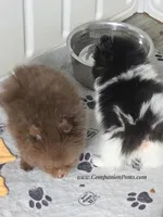 Stella  est 3-4 pound , a female Pomeranian for sale in Whitwell, TN – Photo 6 of 7