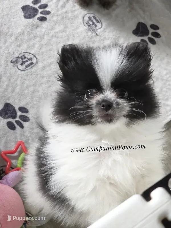 Stella  est 3-4 pound  – Pomeranian puppy for sale in Whitwell, TN