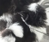 Stella  est 3-4 pound , a female Pomeranian for sale in Whitwell, TN – Photo 4 of 7