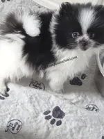 Stella  est 3-4 pound , a female Pomeranian for sale in Whitwell, TN – Photo 5 of 7