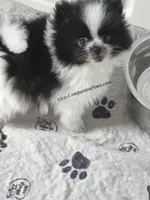 Stella  est 3-4 pound , a female Pomeranian for sale in Whitwell, TN – Photo 2 of 7