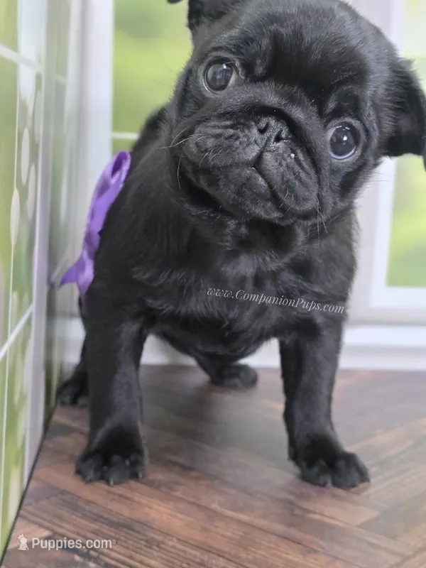 Purple Girl- Entire Pedigree CH Almost – Pug puppy for sale in Whitwell, TN