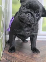 Purple Girl- Entire Pedigree CH Almost, a female Pug for sale in Whitwell, TN – Photo 1 of 6