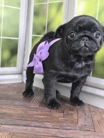 Purple Girl- Entire Pedigree CH Almost, a female Pug for sale in Whitwell, TN – Photo 6 of 6