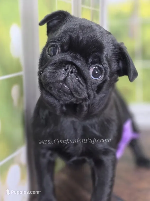 Purple Girl-  C video – Pug puppy for sale in Whitwell, TN