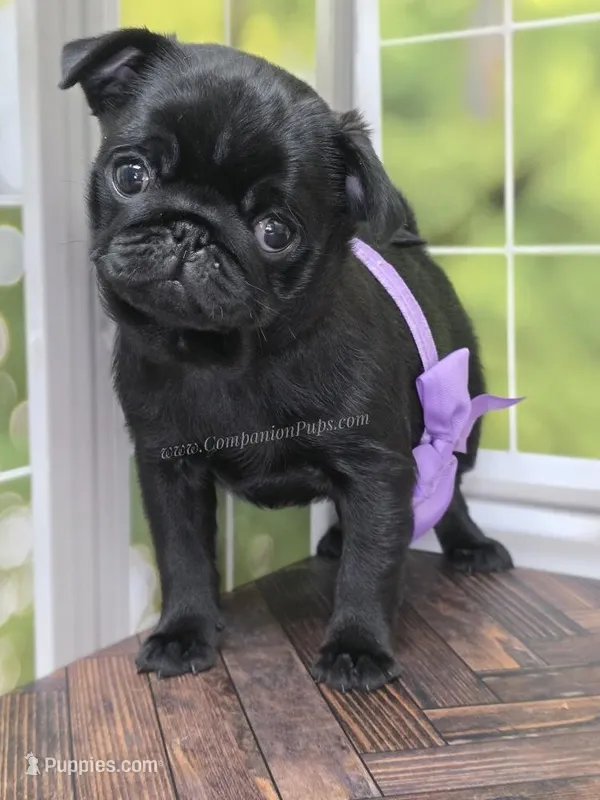 Purple Girl- Entire Pedigree CH Almost – Pug puppy for sale in Whitwell, TN