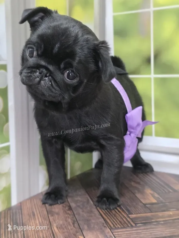 Purple Girl- Entire Pedigree CH Almost – Pug puppy for sale in Whitwell, TN