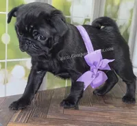 Purple Girl- Entire Pedigree CH Almost, a female Pug for sale in Whitwell, TN – Photo 4 of 6