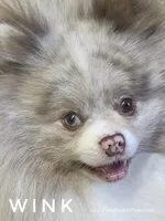 Hard to Find Lavender Merle Parti - Wink, a male Pomeranian for sale in Whitwell, TN – 4 of 8