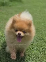 Rare Beaver Color - Dolce - 4.25 pounds - CH Lines!, a male Pomeranian for sale in Whitwell, TN – 7 of 8