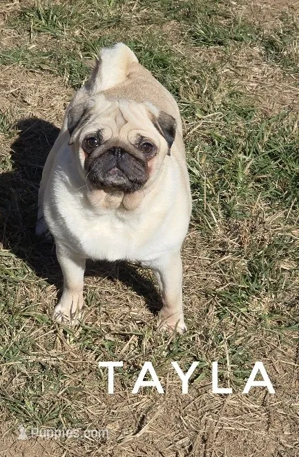 Tayla - Silver Fawn Adult Pug - CH Lines – Pug puppy for sale in Whitwell, TN