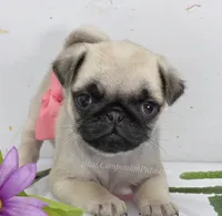 Pink Bow - Tiny Female - See Video, a male Pug for sale in Whitwell, TN – 3 of 6