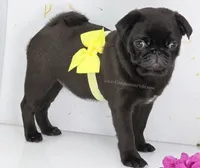 Yara  - 13 weeks - 6.5 pounds, a female Pug for sale in Whitwell, TN – 4 of 9