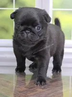 Dutchess - AKC CH Sired - Laid Back Sweet, a female Pug for sale in Whitwell, TN – 1 of 5