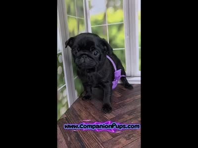 Purple Girl-  C video, a female Pug for sale in Whitwell, TN – 2 of 9