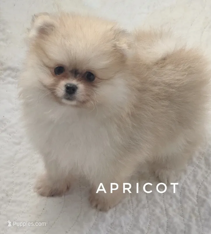 Apricot -Orange Merle Girl - Ready Now! – Pomeranian puppy for sale in Whitwell, TN