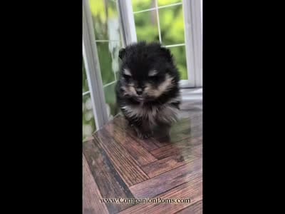 Confident Lil Black & Tan Boy, a male Pomeranian for sale in Whitwell, TN – 7 of 7