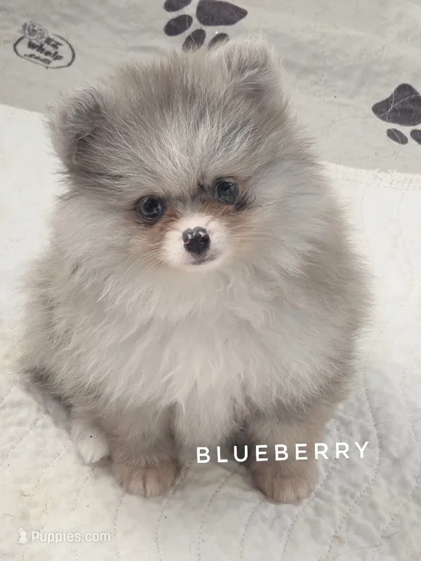 Blueberry - Dark Silver Grey - Blue Merle - One Blue Eye – Pomeranian puppy for sale in Whitwell, TN