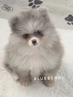 Blueberry - C Video- Blue Merle - One Blue Eye, a female Pomeranian for sale in Whitwell, TN – 1 of 10
