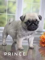 Prince - Looking for a Tiny Boy? - Ch Sired, a male Pug for sale in Whitwell, TN – 5 of 7