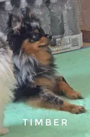 Timber - Black Merle Copper Points!, a male Pomeranian for sale in Whitwell, TN – 3 of 5
