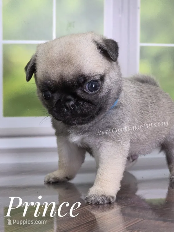 Prince - Tiny Boy - Ch Sired – Pug puppy for sale in Whitwell, TN