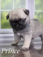 Prince - Tiny Boy - Ch Sired, a male Pug for sale in Whitwell, TN – 4 of 7