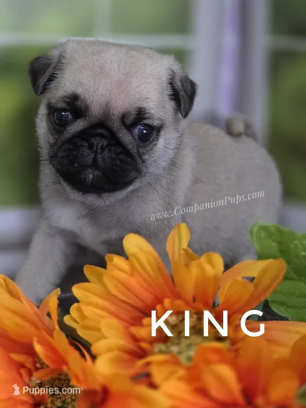 King - Small - Silver Fawn – Pug puppy for sale in Whitwell, TN