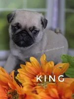 King - Small - Silver Fawn, a male Pug for sale in Whitwell, TN – 1 of 8
