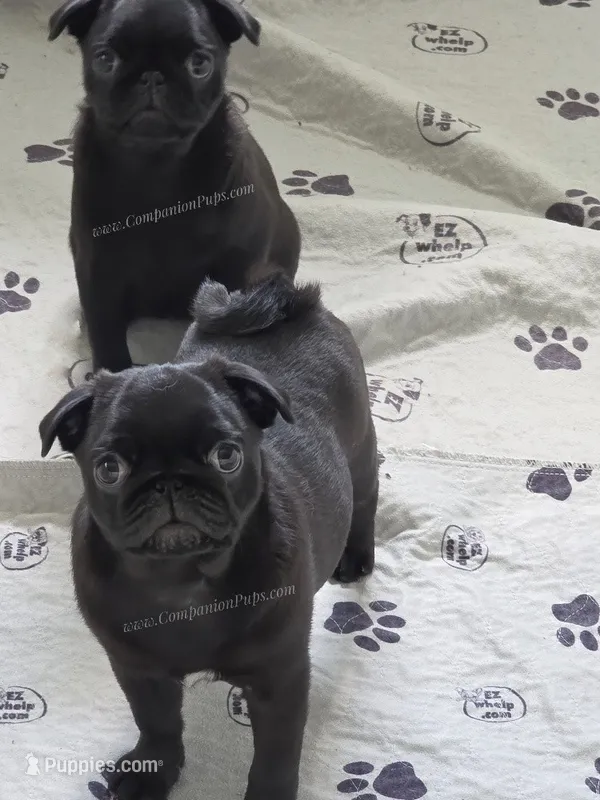 Yara  - 3 months - 6.5 pounds – Pug puppy for sale in Whitwell, TN