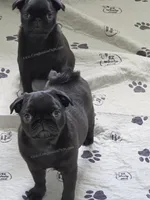 Yara  - 13 weeks - 6.5 pounds, a female Pug for sale in Whitwell, TN – 8 of 9